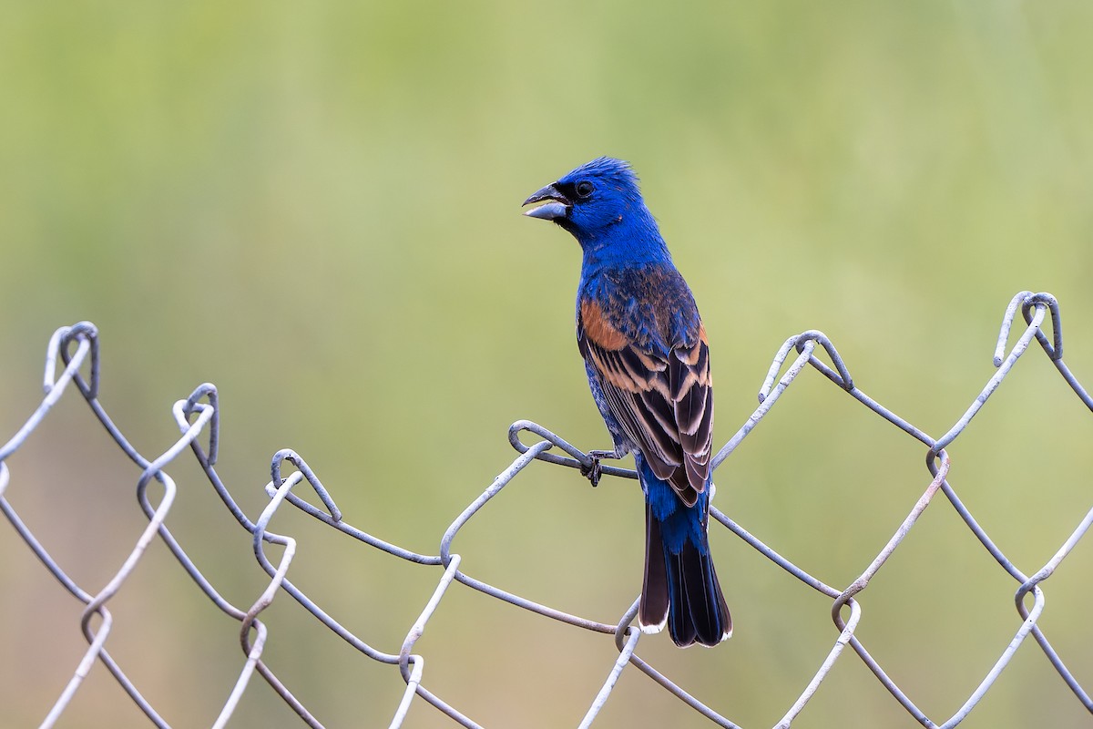 Blue Grosbeak - ML636024574