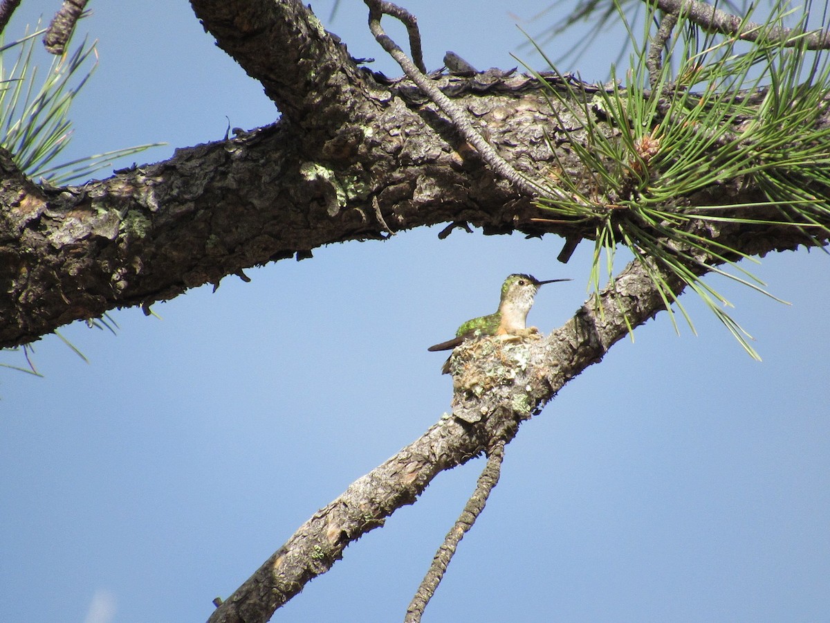 Broad-tailed Hummingbird - ML636024578