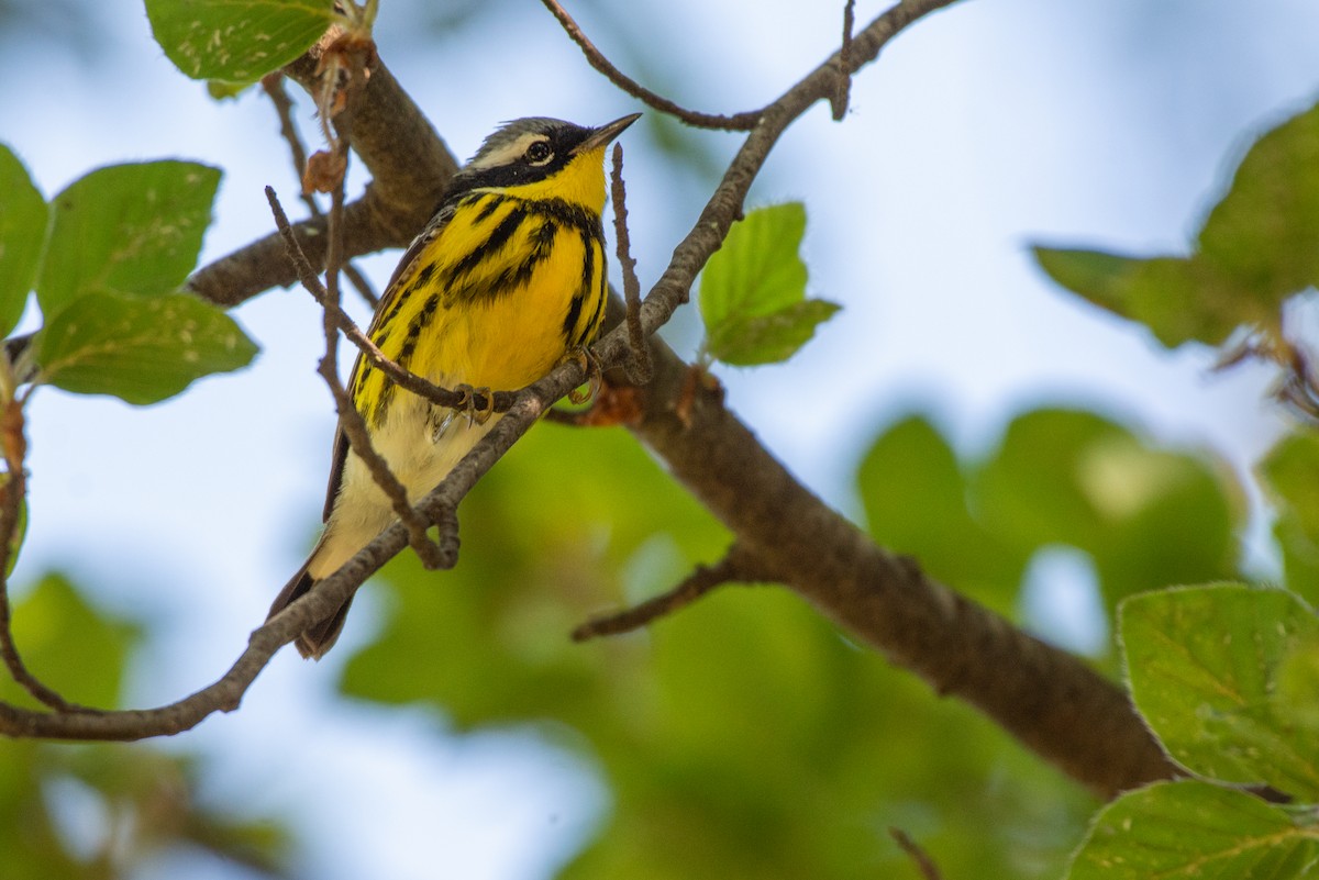 Magnolia Warbler - ML636024590