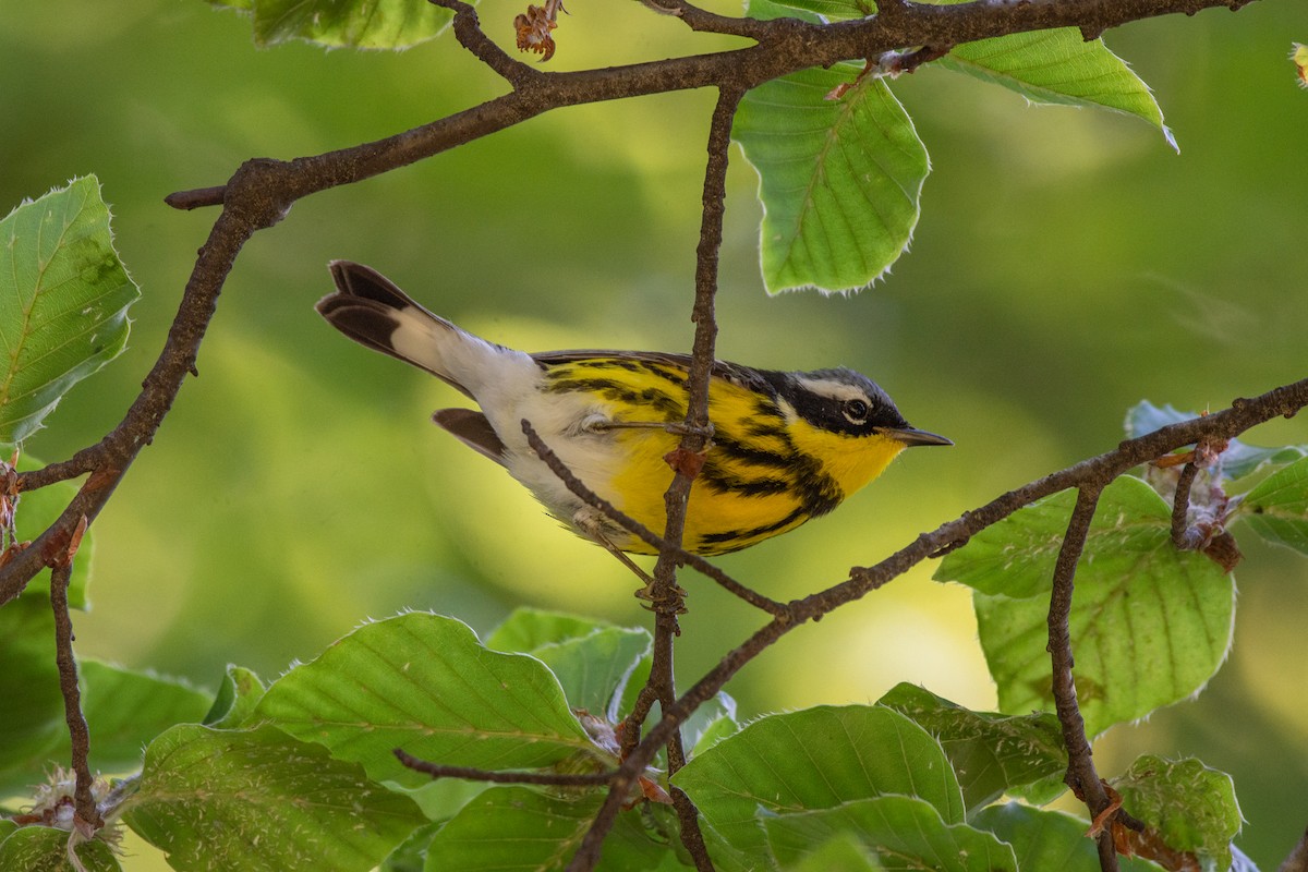 Magnolia Warbler - ML636024591