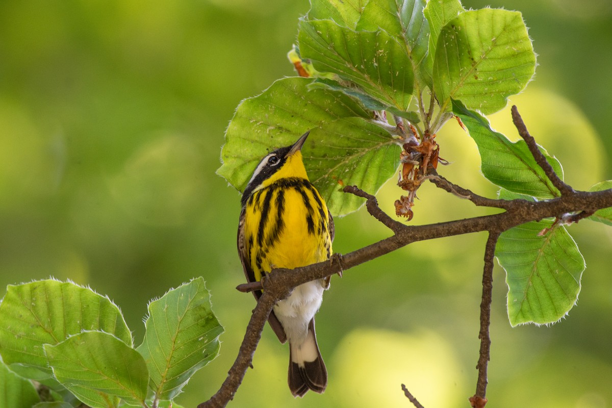 Magnolia Warbler - ML636024592