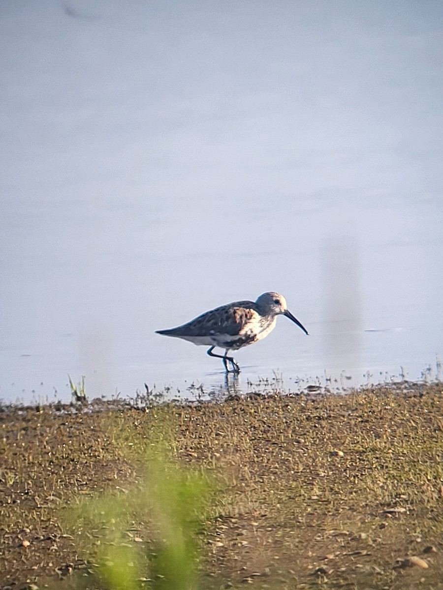 Dunlin - ML636024599