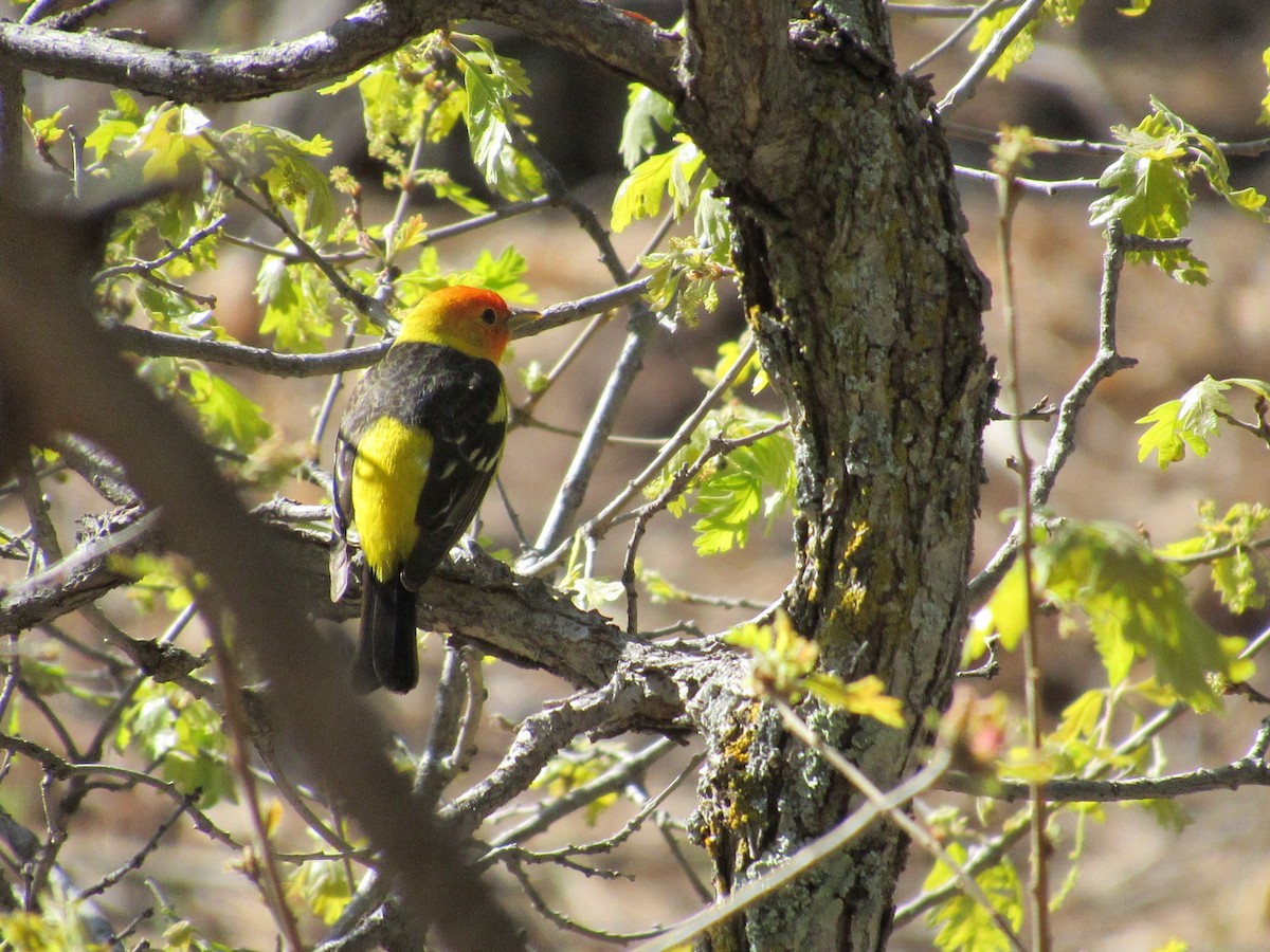 Western Tanager - ML636024600