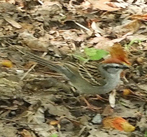 strnádka vrabcovitá - ML636024615