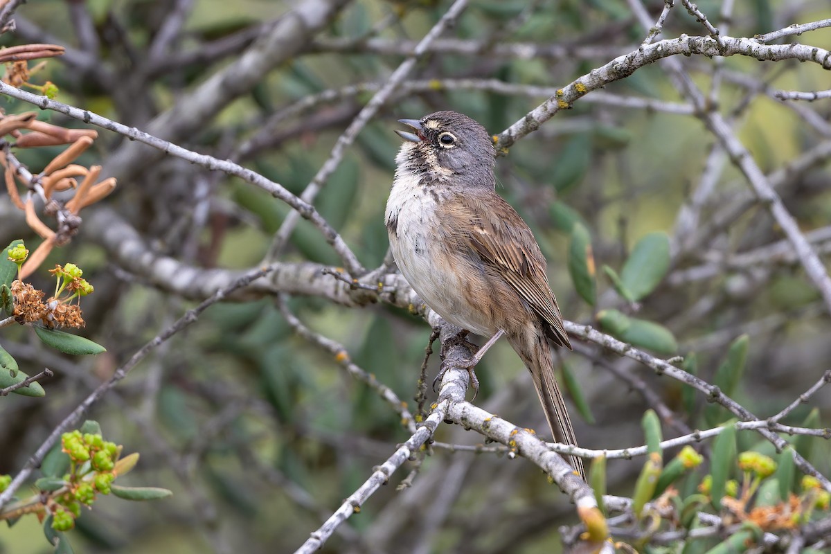Bell's Sparrow - ML636024626