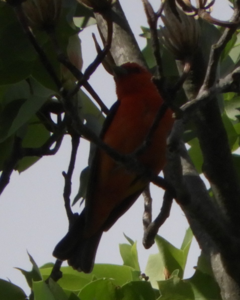 piranga šarlatová - ML636024638