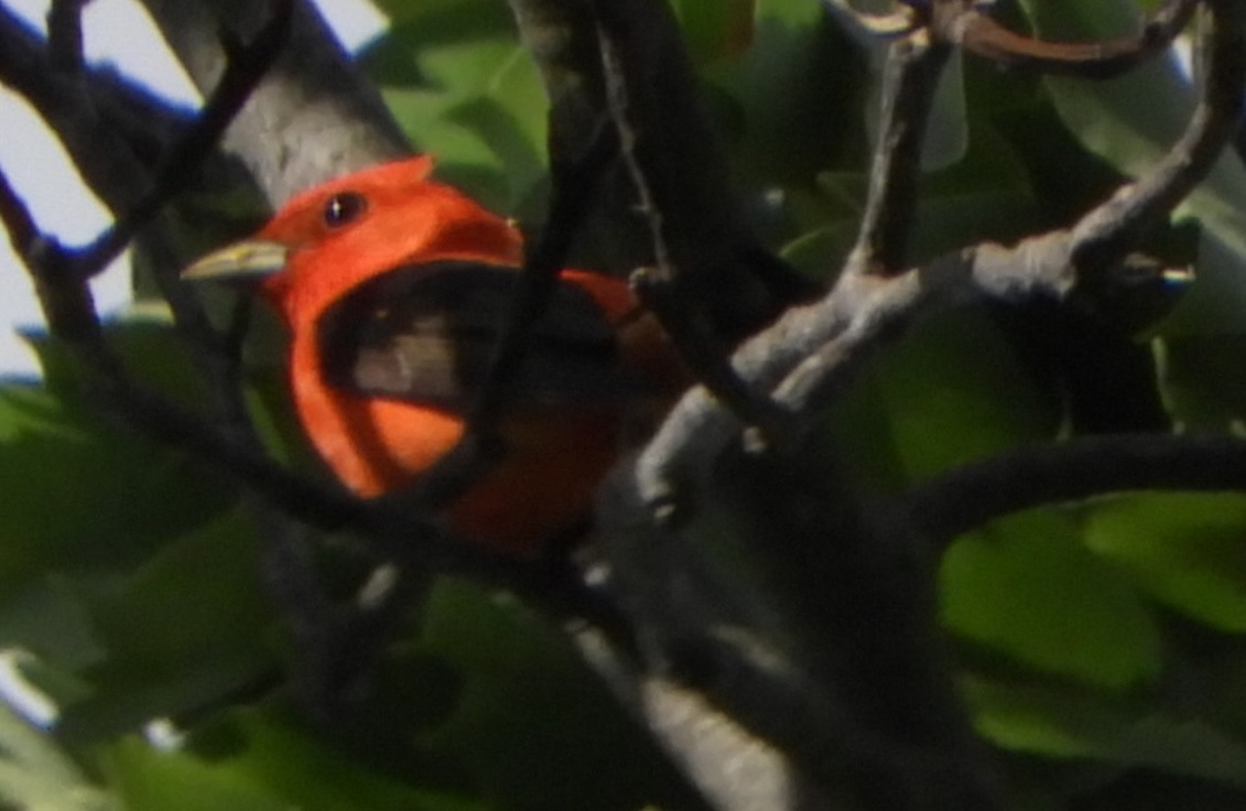 piranga šarlatová - ML636024639