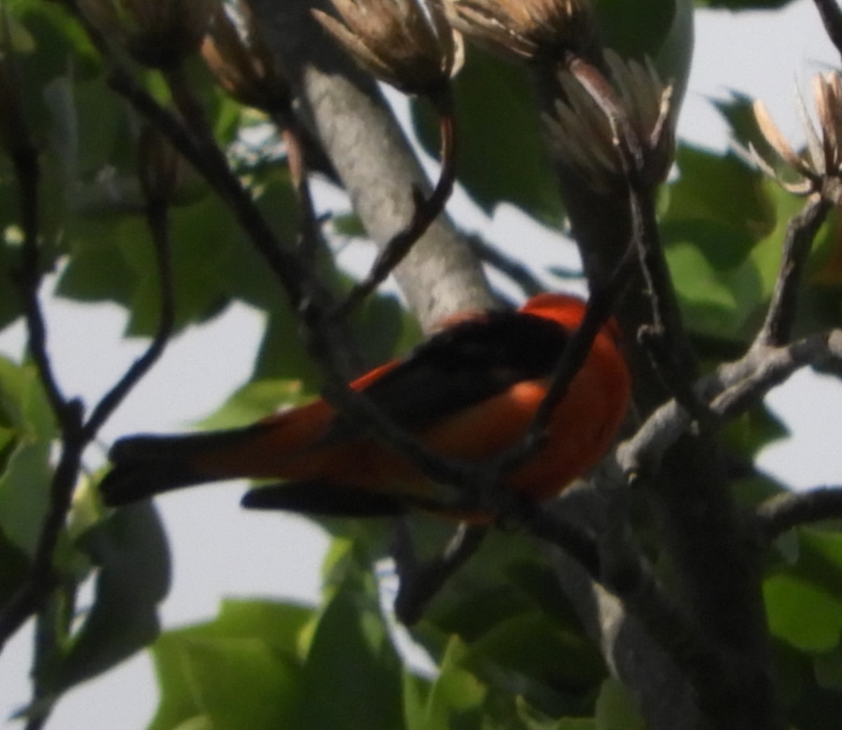 piranga šarlatová - ML636024640