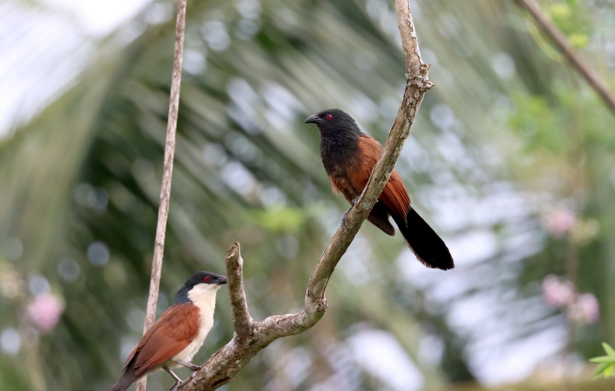 Senegal Coucal - ML636024641