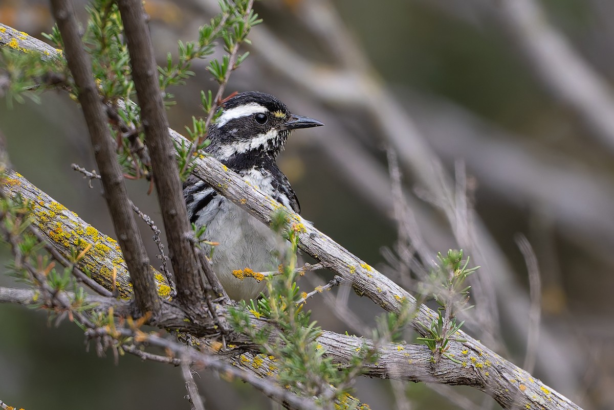 Black-throated Gray Warbler - ML636024663