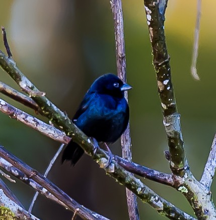 Blue Seedeater - ML636024664