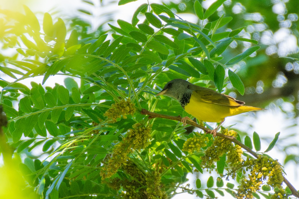 Mourning Warbler - ML636024676