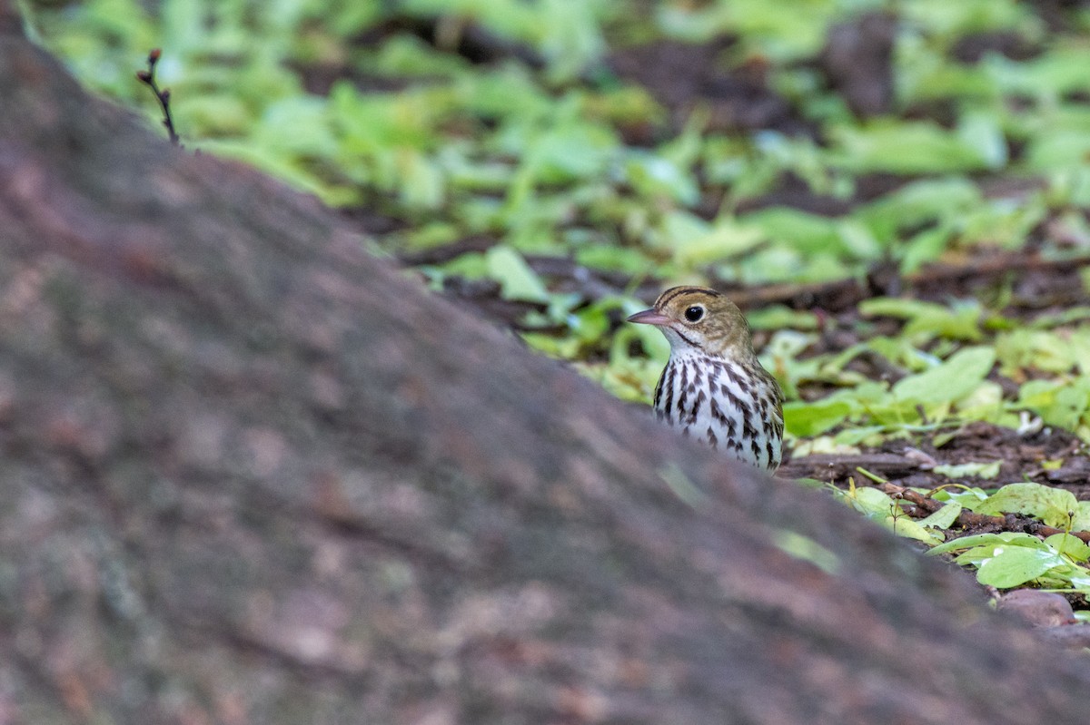 Ovenbird - ML636024697