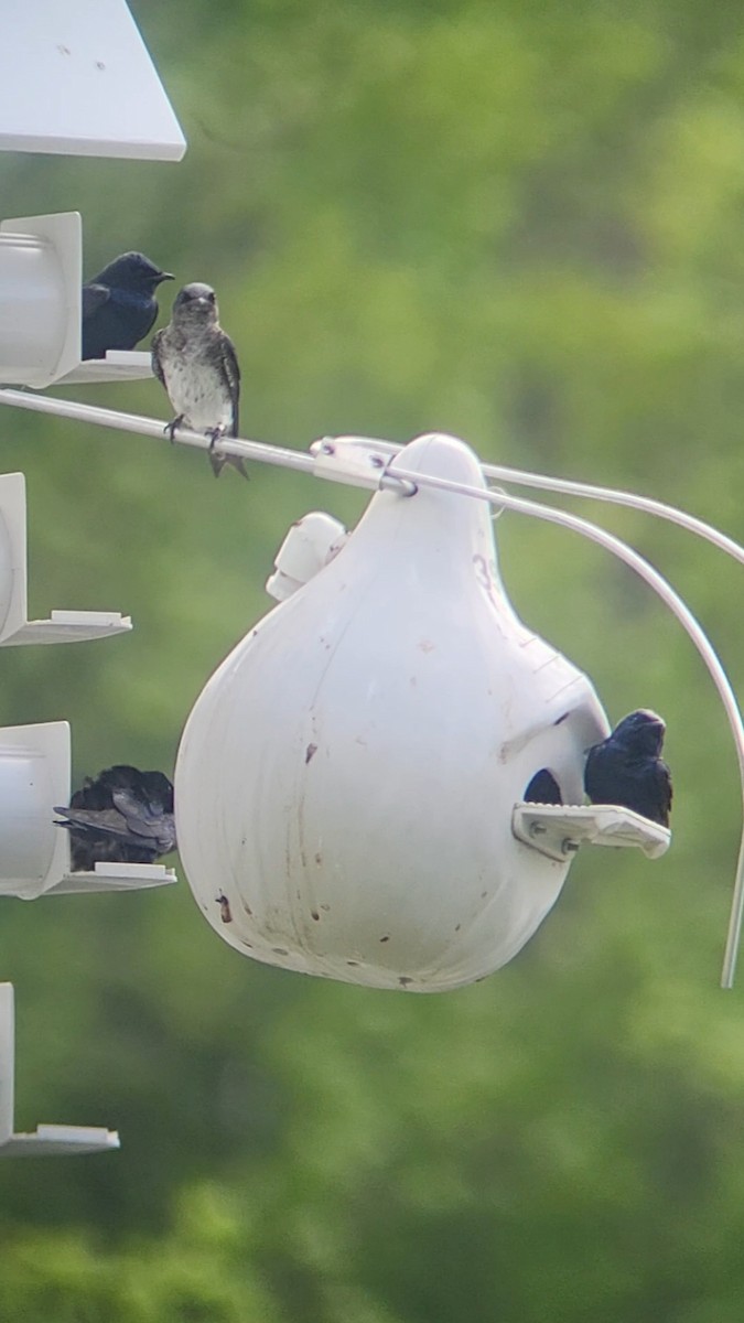 Purple Martin - ML636024701
