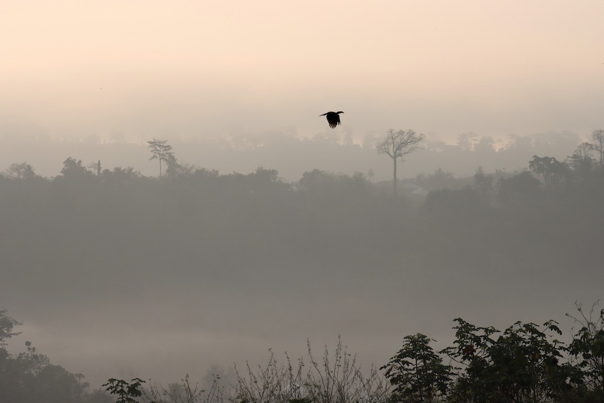 West African Pied Hornbill - ML636024732