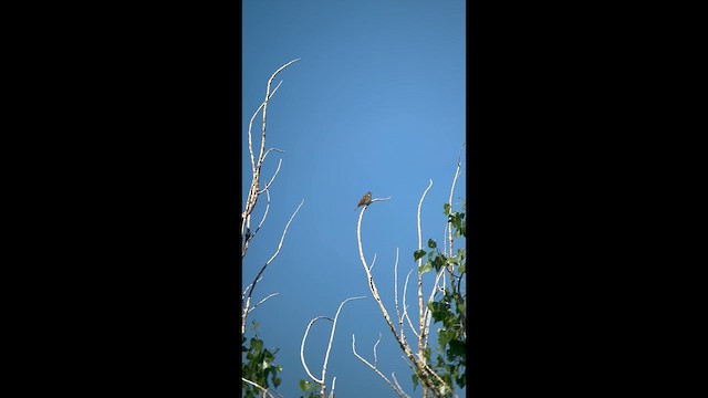 Dickcissel - ML636024733