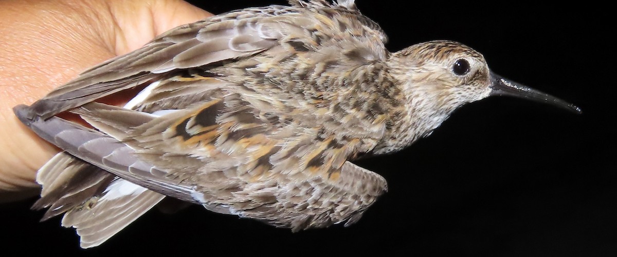 Хар элсэг - ML636024745