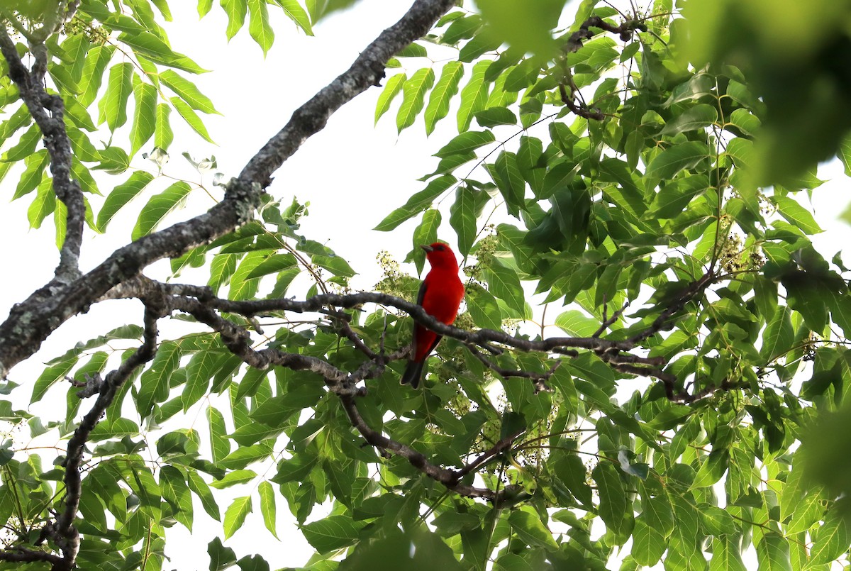 Scarlet Tanager - ML636024773