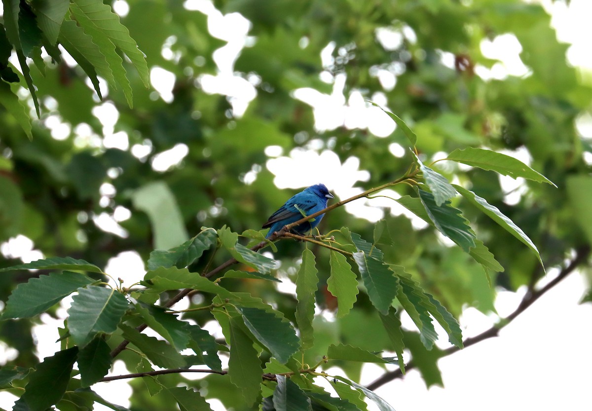 Indigo Bunting - ML636024780