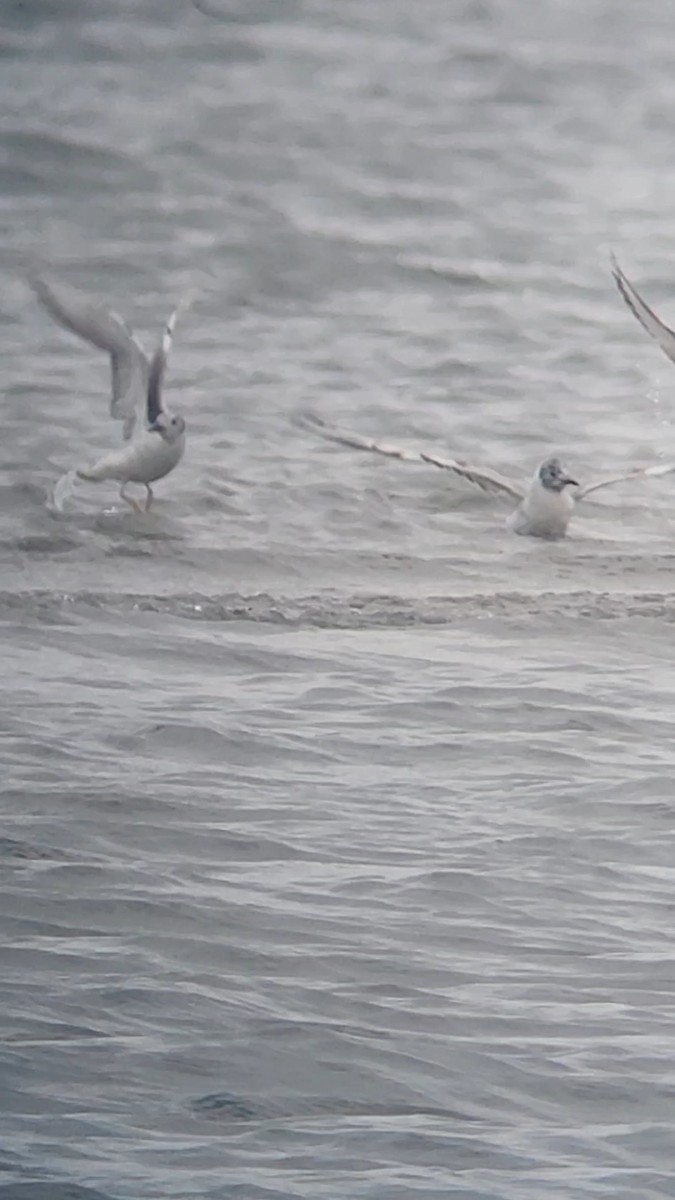 Bonaparte's Gull - ML636024789