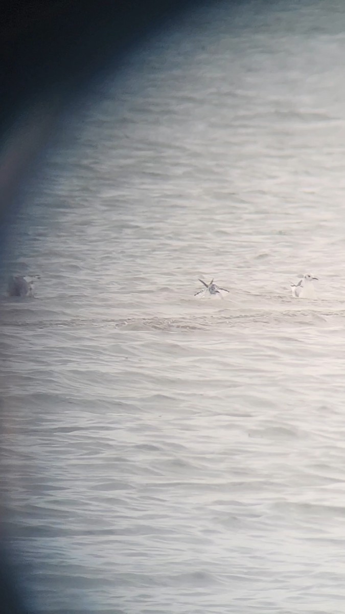 Bonaparte's Gull - ML636024790