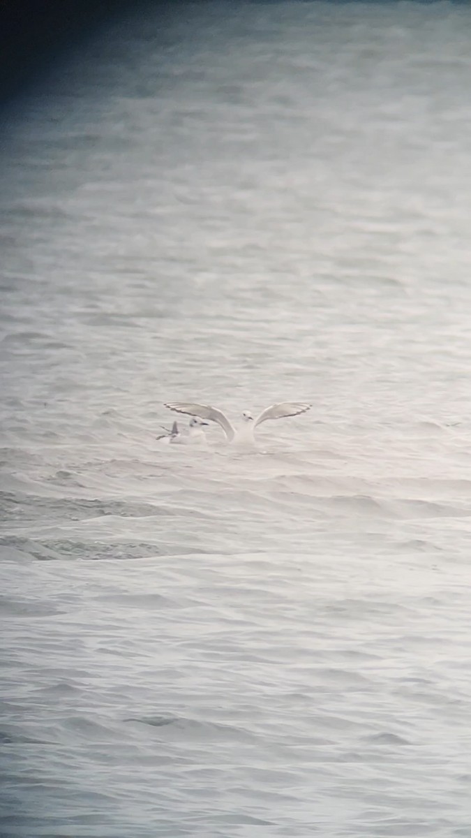 Bonaparte's Gull - ML636024791