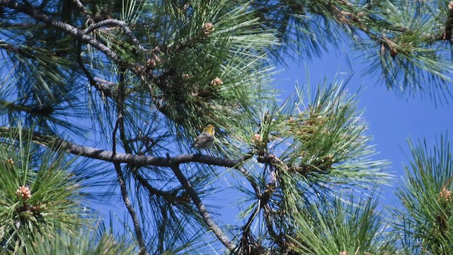 Olive Warbler - ML636024801