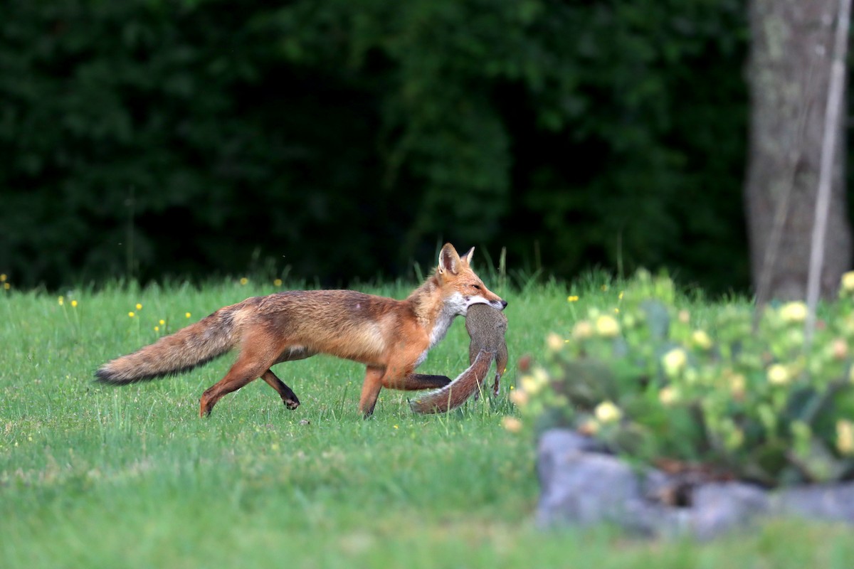 Eastern American Red Fox - ML636024803