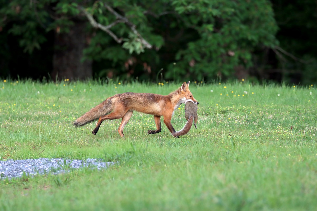Eastern American Red Fox - ML636024804