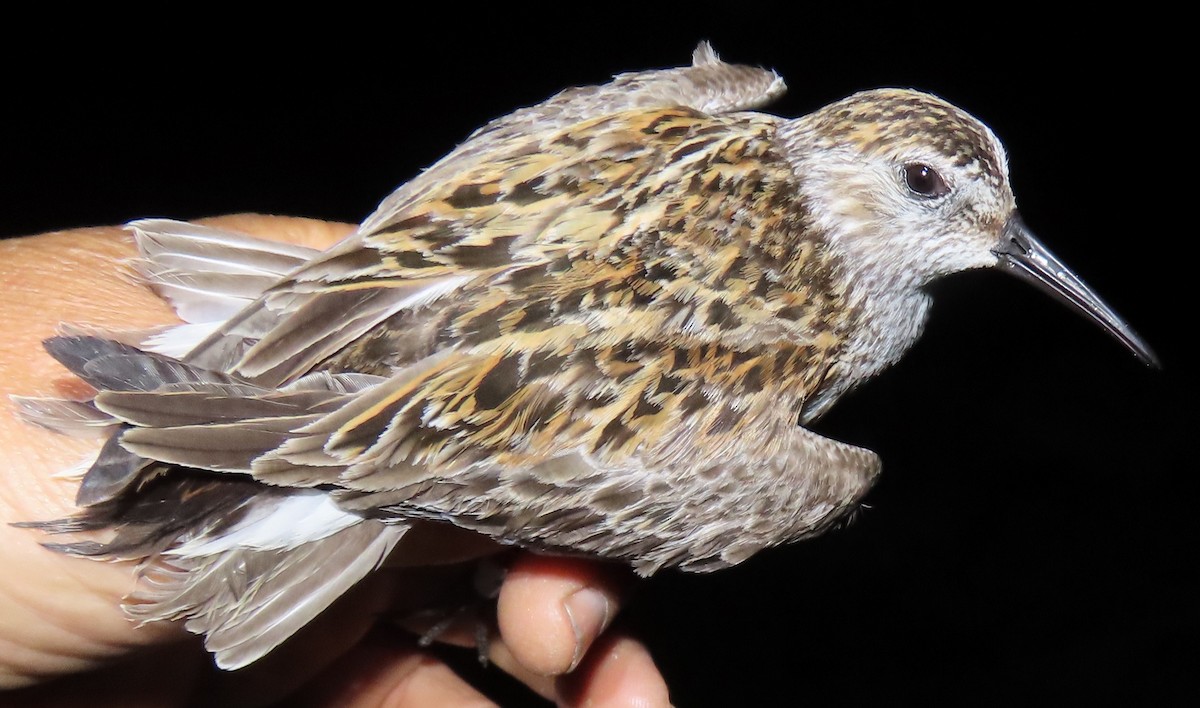 Хар элсэг - ML636024828