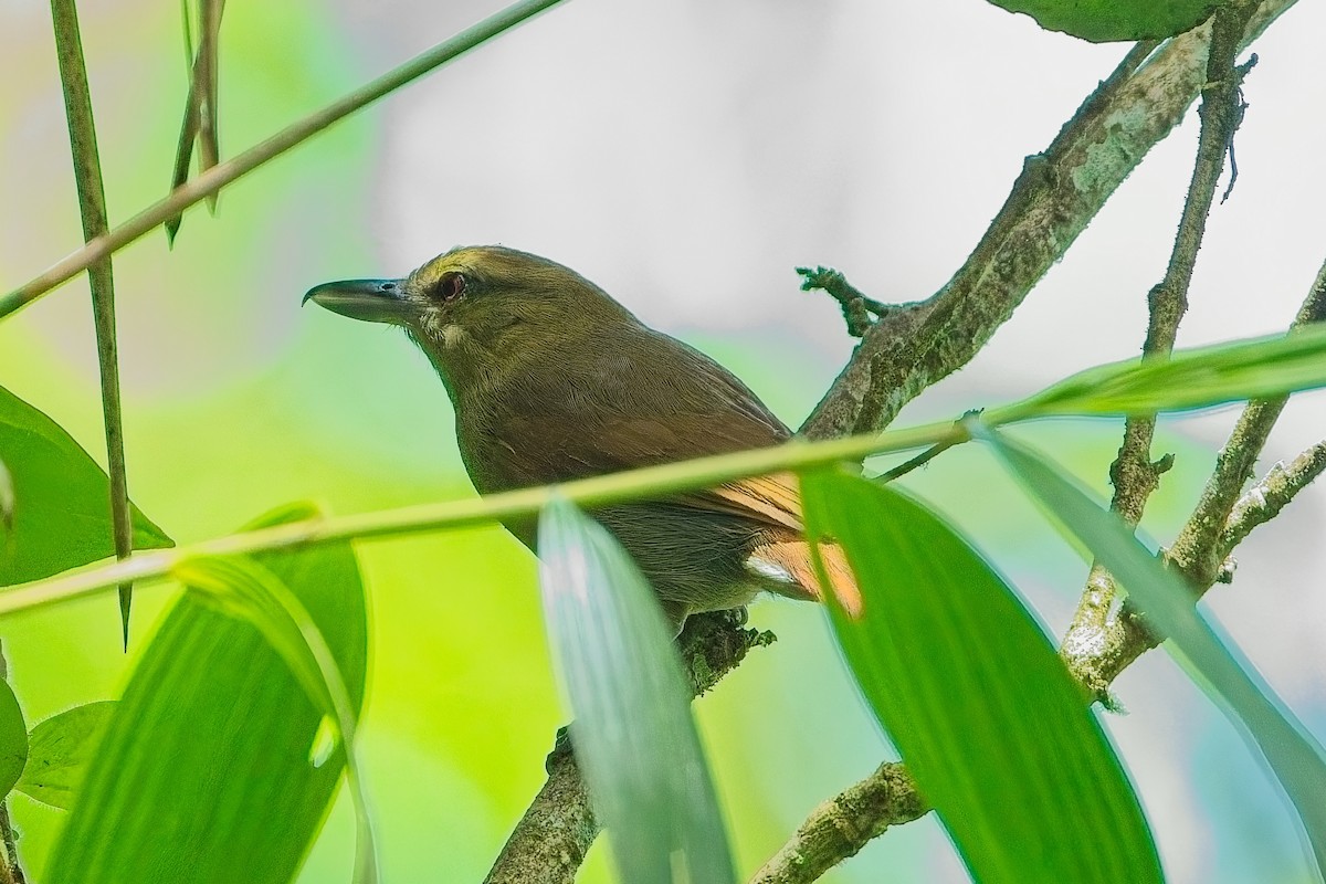 Russet Antshrike - ML636024892