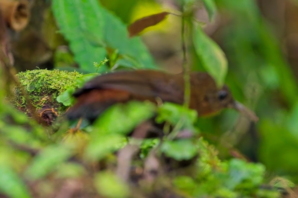 Middle American Leaftosser - ML636024902