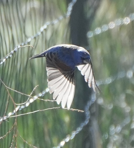 Blue Grosbeak - ML636025101