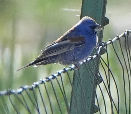 Blue Grosbeak - ML636025114