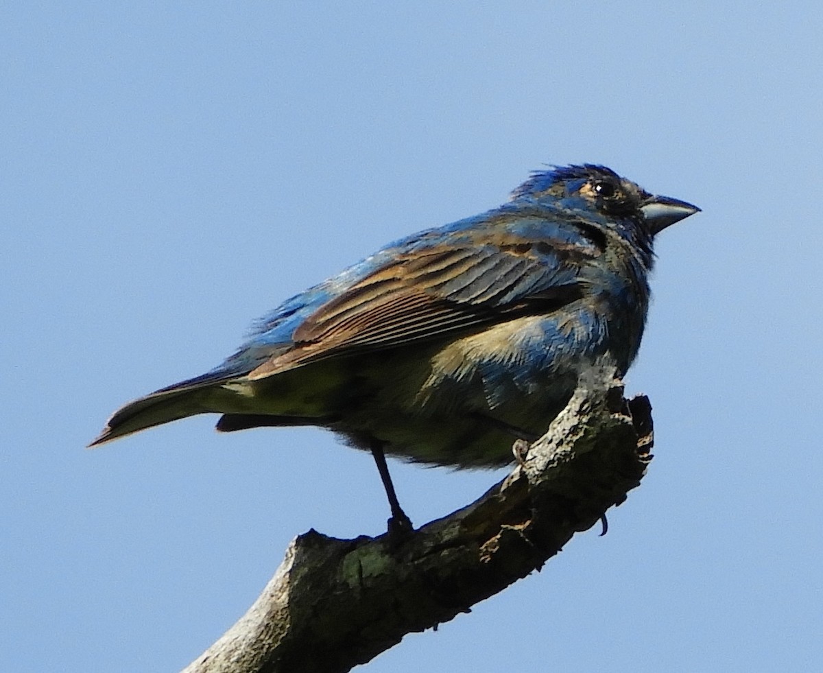 papežík indigový - ML636025140