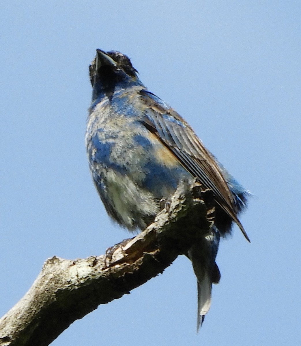 papežík indigový - ML636025141