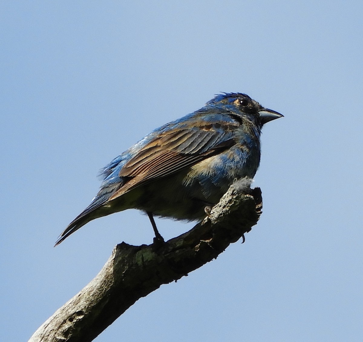 papežík indigový - ML636025142