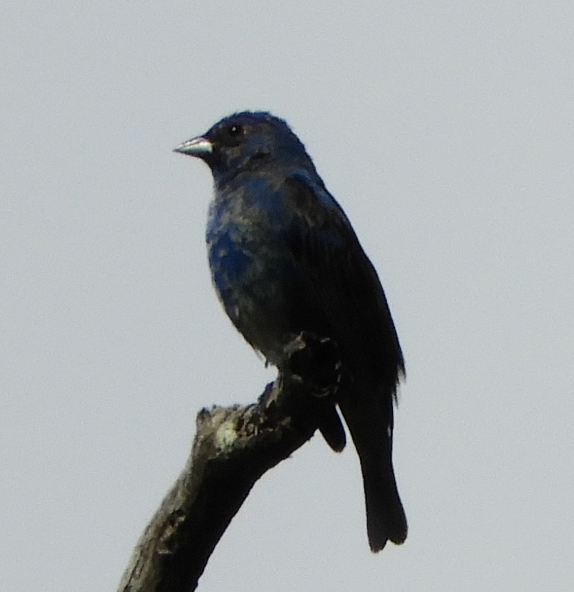 papežík indigový - ML636025143