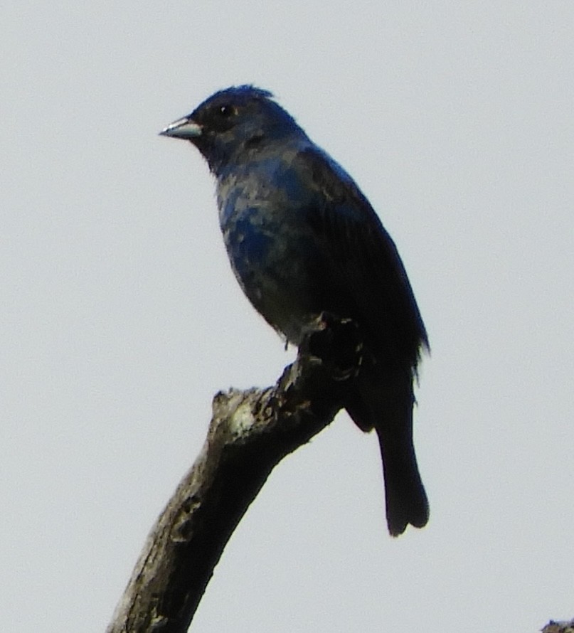 papežík indigový - ML636025144