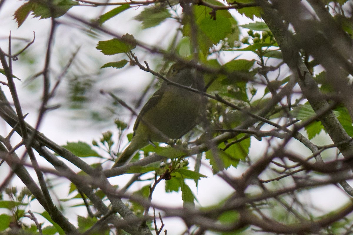 White-eyed Vireo - ML636025163