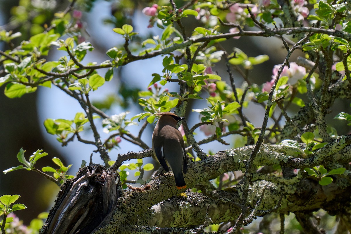 Cedar Waxwing - ML636025228