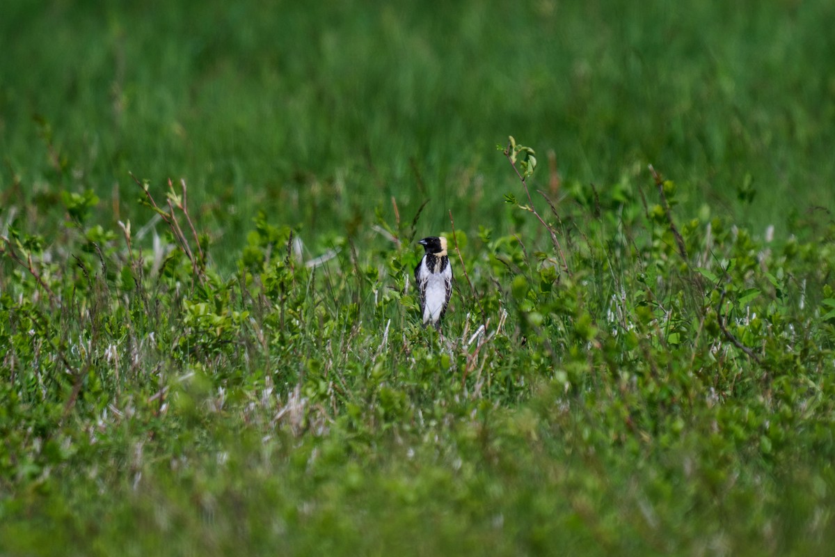 Bobolink - ML636025241