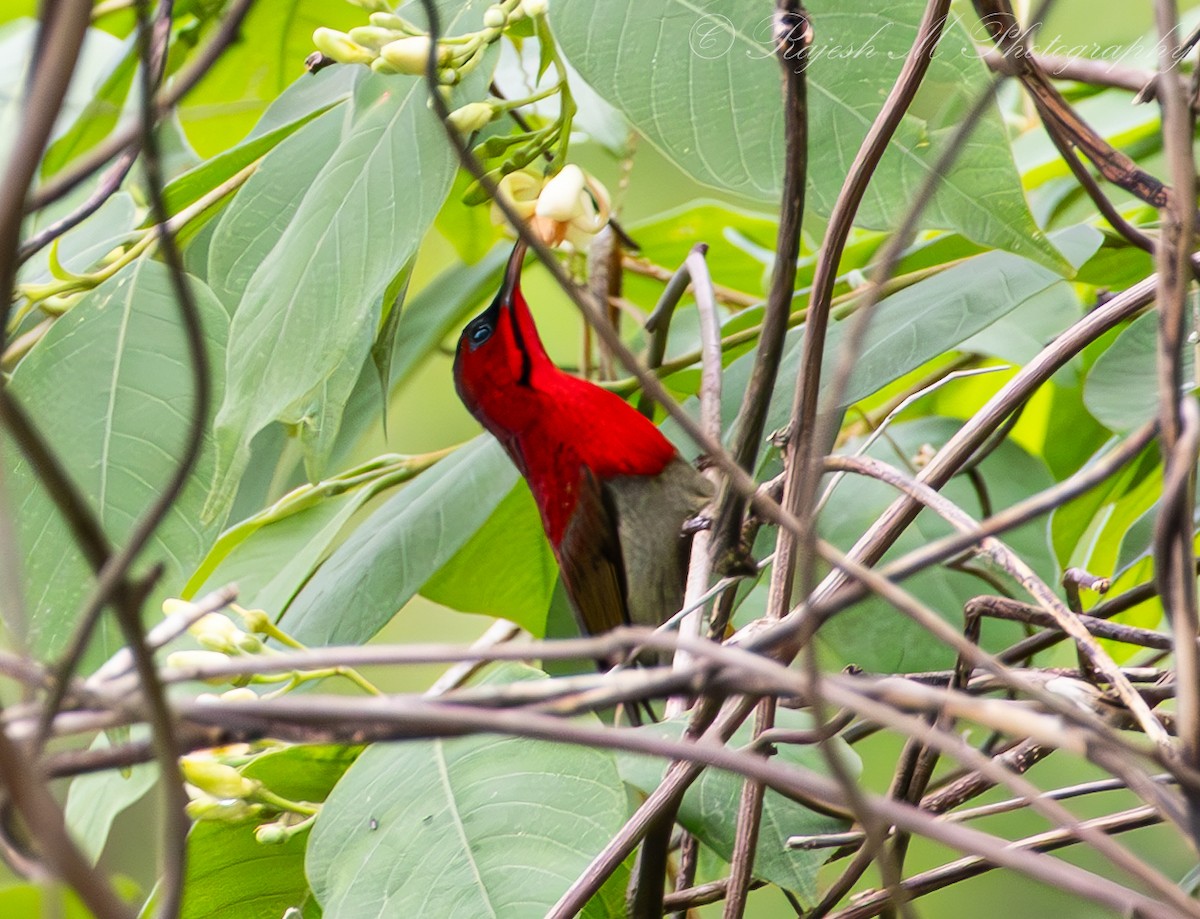 Crimson Sunbird - ML636025248