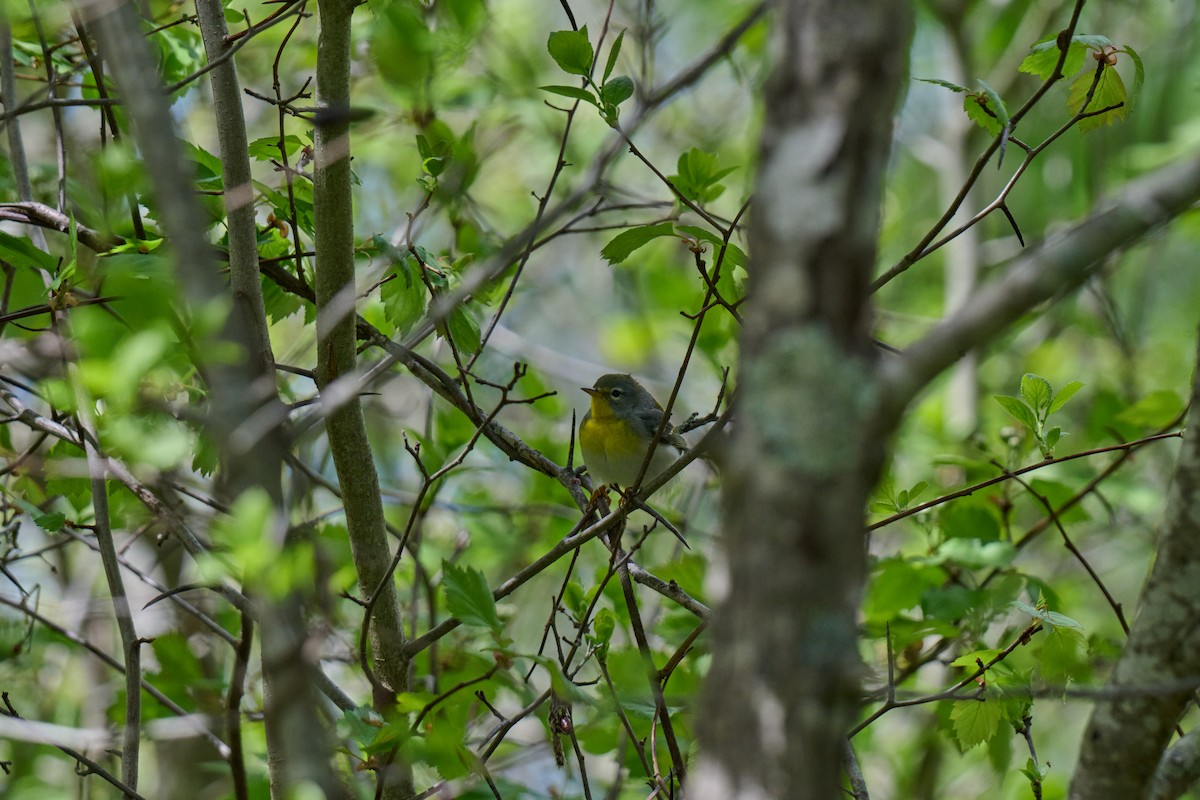 Northern Parula - ML636025253