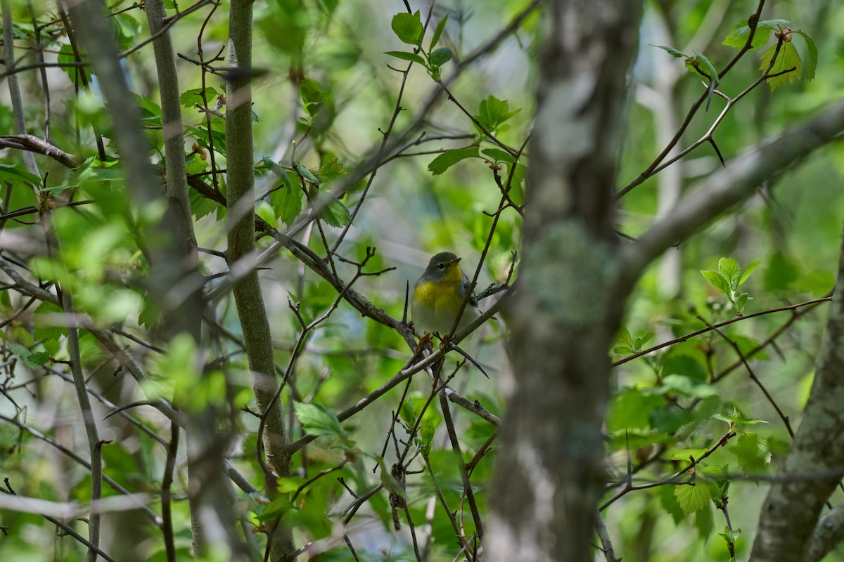 Northern Parula - ML636025254