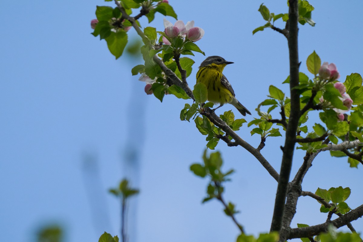 Magnolia Warbler - ML636025288