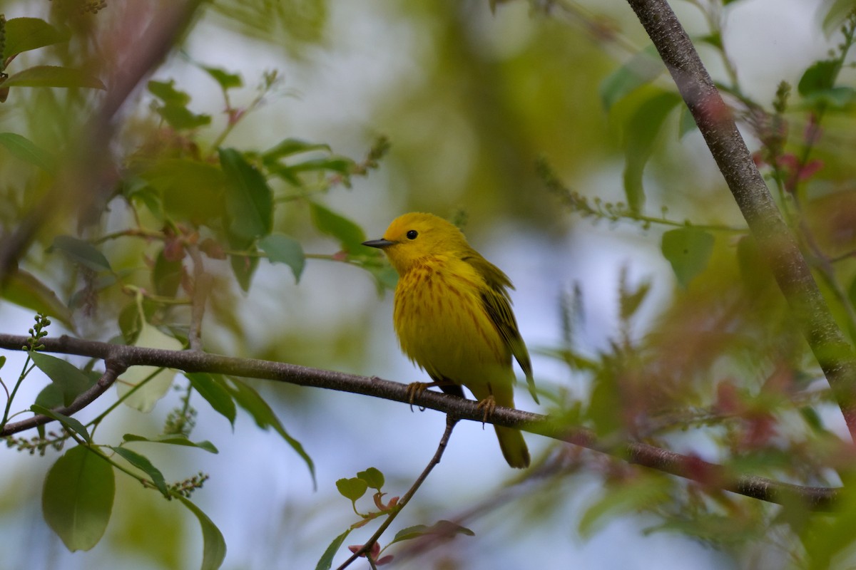 Northern Yellow Warbler - ML636025299