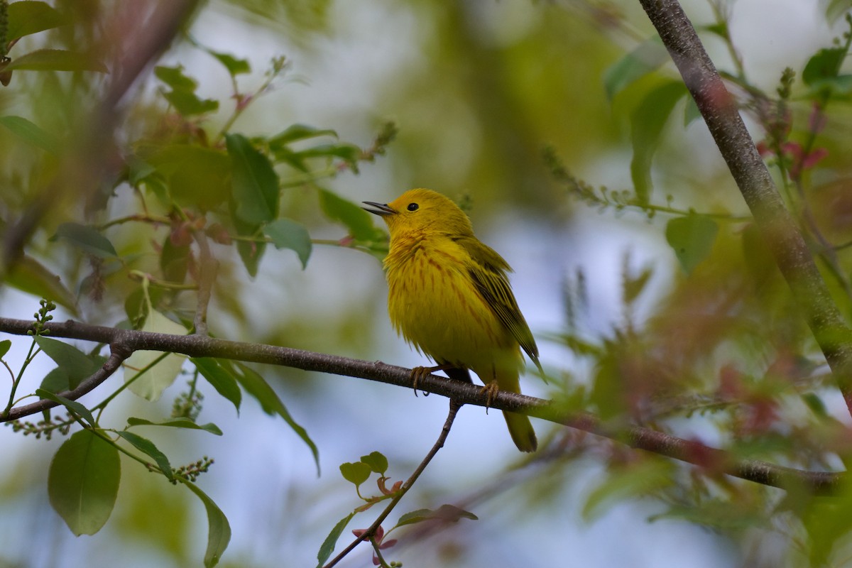 Northern Yellow Warbler - ML636025300