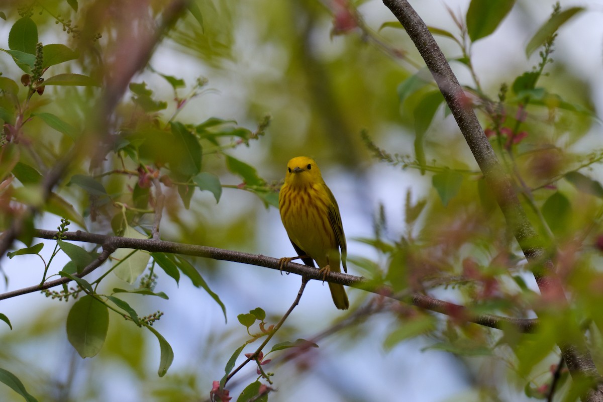 Northern Yellow Warbler - ML636025303