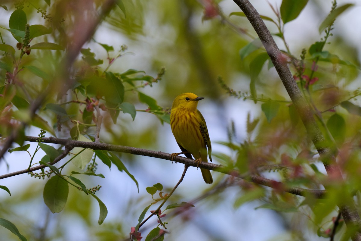 Northern Yellow Warbler - ML636025304